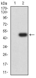 Figure 3:Western blot analysis using ATXN1 mAb against HEK293 (1) and ATXN1 (AA: 645-815)-hIgGFc transfected HEK293 (2) cell lysate.