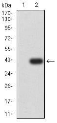 Figure 3:Western blot analysis using SSTR2 mAb against HEK293 (1) and SSTR2 (AA: ***)-hIgGFc transfected HEK293 (2) cell lysate.
