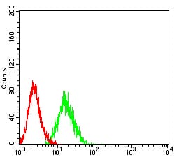 Figure 4:Flow cytometric analysis of HL-60 cells using KMT5A mouse mAb (green) and negative control (red).