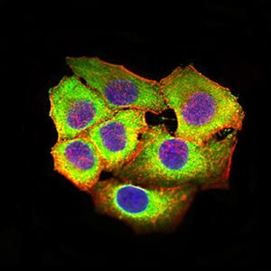 Figure 5:Immunofluorescence analysis of Hela cells using CD369 mouse mAb (green). Blue: DRAQ5 fluorescent DNA dye. Red: Actin filaments have been labeled with Alexa Fluor- 555 phalloidin. Secondary antibody from Fisher (Cat#: 35503)