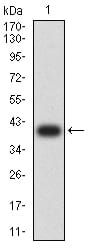 Figure 2:Western blot analysis using CD179A mAb against human CD179A (AA: extra 20-145) recombinant protein. (Expected MW is 40.5 kDa)