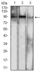 Figure 4:Western blot analysis using NFKB2 mouse mAb against NIH/3T3 (1), MCF-7 (2), and THP-1 (3) cell lysate.