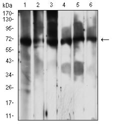 Figure 4:Western blot analysis using PCK2 mouse mAb against Jurkat (1), C2C12 (2), Hela (3), HepG2 (4), COS7 (5), and HL-60 (6) cell lysate.