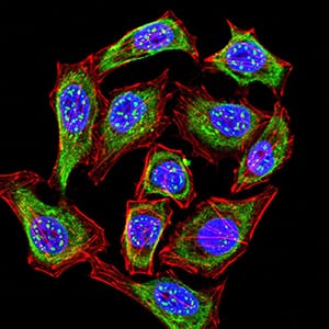 Figure 4:Immunofluorescence analysis of Hela cells using KMT2C mouse mAb (green). Blue: DRAQ5 fluorescent DNA dye. Red: Actin filaments have been labeled with Alexa Fluor- 555 phalloidin. Secondary antibody from Fisher (Cat#: 35503)