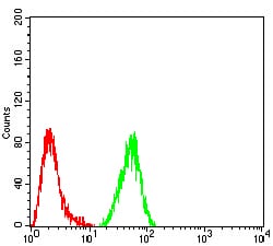 Figure 3:Flow cytometric analysis of Hela cells using IDH2 mouse mAb (green) and negative control (red).