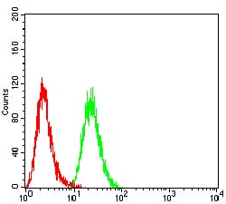 Figure 5:Immunohistochemical analysis of paraffin-embedded Hela tissues using SETD7 mouse mAb with DAB staining.