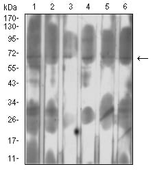 Figure 4:Western blot analysis using SETD7 mouse mAb against MCF-7 (1), Hela (2), A549 (3), COS7 (4), Jurkat (5), and PC-12 (6) cell lysate.