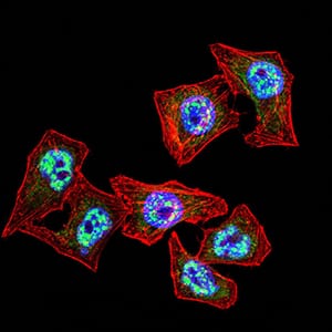 Figure 5:Immunofluorescence analysis of Hela cells using TBP mouse mAb (green). Blue: DRAQ5 fluorescent DNA dye. Red: Actin filaments have been labeled with Alexa Fluor- 555 phalloidin. Secondary antibody from Fisher (Cat#: 35503)