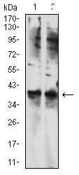 Figure 4:Western blot analysis using TBP mouse mAb against NIH/3T3 (1) and SK-N-SH (2) cell lysate.
