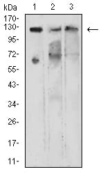 Figure 4:Western blot analysis using KDM1A mouse mAb against COS7 (1), NIH/3T3 (2), and A549 (3) cell lysate.