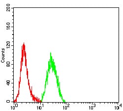 Figure 4:Flow cytometric analysis of Hela cells using CASP9 mouse mAb (green) and negative control (red).