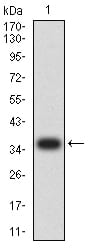 Figure 2:Western blot analysis using CASP9 mAb against human CASP9 (AA: 331-416) recombinant protein. (Expected MW is 36 kDa)