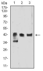 Figure 4:Western blot analysis using ATG4B mouse mAb against Hela (1), Ramos (2), and Jurkat (3) cell lysate.