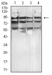 Figure 4:Western blot analysis using CD334 mouse mAb against K562 (1), MCF-7 (2), COS7 (3), and PC-3 (4) cell lysate.