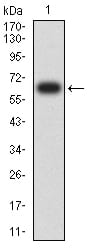 Figure 2:Western blot analysis using CD334 mAb against human CD334 (AA: extra 22-369) recombinant protein. (Expected MW is 64.5 kDa)