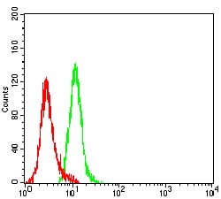 Figure 5:Flow cytometric analysis of Hela cells using KRT19 mouse mAb (green) and negative control (red).