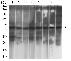 Figure 4:Western blot analysis using KRT19 mouse mAb against T47D (1), MCF-7 (2), HepG2 (3), SW620 (4), HT-29 (5), HCT116 (6), PC-12 (7), and C6 (8) cell lysate.