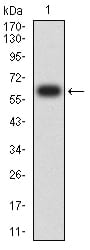 Figure 2:Western blot analysis using KRT19 mAb against human KRT19 (AA: 80-400) recombinant protein. (Expected MW is 62.5 kDa)