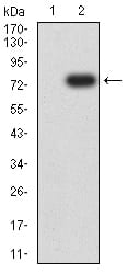 Figure 3:Western blot analysis using KRT19 mAb against HEK293 (1) and KRT19 (AA: 80-400)-hIgGFc transfected HEK293 (2) cell lysate.