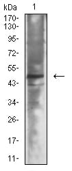 Figure 4:Western blot analysis using Neurod mouse mAb against WERI-Rb-1 cell lysate.