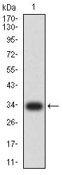 Figure 2:Western blot analysis using Neurod mAb against human Neurod (AA: 26-91) recombinant protein. (Expected MW is 33.7 kDa)