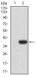 Figure 3:Western blot analysis using Neurod mAb against HEK293 (1) and Neurod (AA: 26-91)-hIgGFc transfected HEK293 (2) cell lysate.