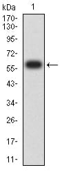 Figure 2:Western blot analysis using DFFB mAb against human DFFB (AA: 1-289) recombinant protein. (Expected MW is 59.4 kDa)