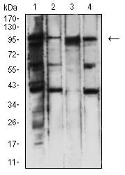 Figure 4:Western blot analysis using PMS2 mouse mAb against Hela (1), A431 (2), Jurkat (3), and A549 (4) cell lysate.