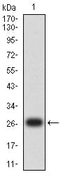 Figure 2:Western blot analysis using CD14 mAb against human CD14 (AA: 230-345) recombinant protein. (Expected MW is 27.3 kDa)