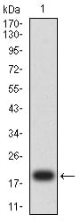 Figure 2:Western blot analysis using MSH2 mAb against human MSH2 (AA: 442-586) recombinant protein. (Expected MW is 19.6 kDa)