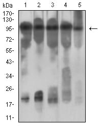 Figure 4:Western blot analysis using CD131 mouse mAb against NIH/3T3 (1), Hela (2), C6 (3) and MCF-7 (4) cell lysate.