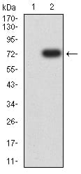 Figure 3:Western blot analysis using FSHR mAb against HEK293 (1) and FSHR (AA: 18-366)-hIgGFc transfected HEK293 (2) cell lysate.