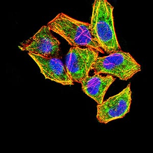 Figure 4:Immunofluorescence analysis of Hela cells using FGF2 mouse mAb (green). Blue: DRAQ5 fluorescent DNA dye. Red: Actin filaments have been labeled with Alexa Fluor- 555 phalloidin. Secondary antibody from Fisher (Cat#: 35503)