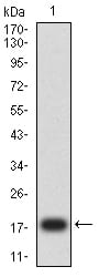 Figure 2:Western blot analysis using FGF2 mAb against human FGF2 (AA: 143-288) recombinant protein. (Expected MW is 18 kDa)