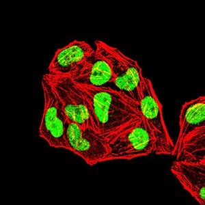 Figure 5:Immunofluorescence analysis of Hela cells using MSH2 mouse mAb. Blue: DRAQ5 fluorescent DNA dye. Red: Actin filaments have been labeled with Alexa Fluor- 555 phalloidin.