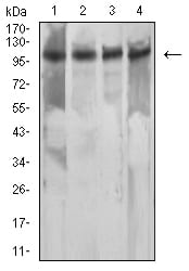 Figure 4:Western blot analysis using MSH2 mouse mAb against Hela (1), NIH/3T3 (2), A549 (3), and A431 (4) cell lysate.