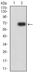 Figure 3:Western blot analysis using HAS1 mAb against HEK293 (1) and HAS1 (AA: 74-399)-hIgGFc transfected HEK293 (2) cell lysate.