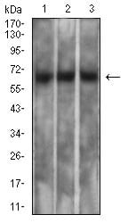 Figure 4:Western blot analysis using MSLN mouse mAb against PC-3 (1), SK-MES-1 (2), and CHO3D10 (3) cell lysate.