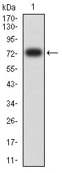 Figure 2:Western blot analysis using PLA2G7 mAb against human PLA2G7 (AA: 22-441) recombinant protein. (Expected MW is 74.6 kDa)