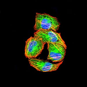 Figure 4:Immunofluorescence analysis of Hela cells using PIK3R4 mouse mAb (green). Blue: DRAQ5 fluorescent DNA dye. Red: Actin filaments have been labeled with Alexa Fluor- 555 phalloidin. Secondary antibody from Fisher (Cat#: 35503)