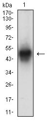 Figure 2:Western blot analysis using ACTA2 mouse mAb against NIH/3T3 (1) cell lysate.