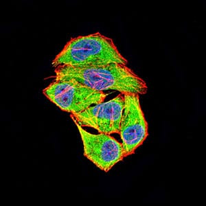 Figure 4:Immunofluorescence analysis of Hela cells using COL1A2 mouse mAb (green). Blue: DRAQ5 fluorescent DNA dye. Red: Actin filaments have been labeled with Alexa Fluor- 555 phalloidin. Secondary antibody from Fisher (Cat#: 35503)