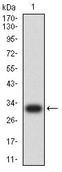 Figure 2:Western blot analysis using COL1A2 mAb against human COL1A2 (AA: 23-79) recombinant protein. (Expected MW is 31.4 kDa)