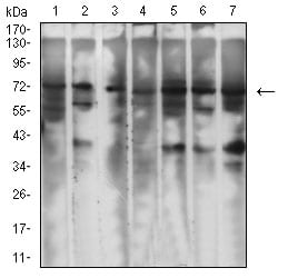 Figure 4:Western blot analysis using GPC3 mouse mAb against SW480 (1), HCT116 (2), SH-SY5Y (3), HepG2 (4), PC-12 (5), HEK293 (6), and Hela (7) cell lysate.