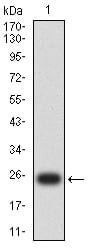 Figure 2:Western blot analysis using GPC3 mAb against human GPC3 (AA: 359-554) recombinant protein. (Expected MW is 25 kDa)