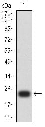 Figure 2:Western blot analysis using MUC2 mAb against human MUC2 (AA: 4373-4557) recombinant protein. (Expected MW is 23.8 kDa)