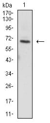 Figure 4:Western blot analysis using ZAP70 mouse mAb against MLOT4 (1) cell lysate.