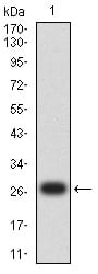 Figure 2:Western blot analysis using ZAP70 mAb against human ZAP70 (AA: 169-390) recombinant protein. (Expected MW is 27.9 kDa)