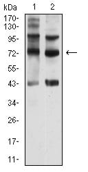 Figure 4:Western blot analysis using CD108 mouse mAb against Hela (1) and Y-79 (2) cell lysate.