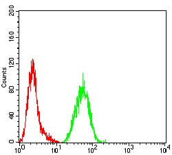 Figure 4:Flow cytometric analysis of Hela cells using SDHB mouse mAb (green) and negative control (red).